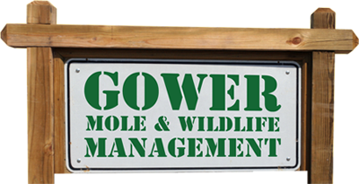 Gower Mole & Wildlife Management